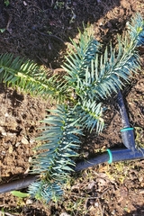 Cunninghamia lanceolata