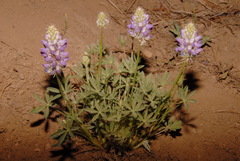 Lupinus lepidus sellulus