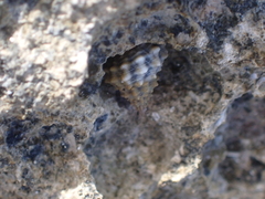 Echinolittorina tuberculata