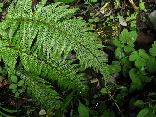 Rigid Holly Fern (Polystichum rigens)
