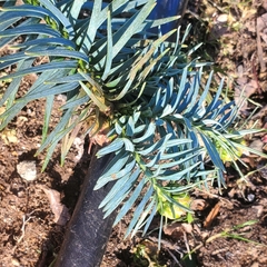 Cunninghamia lanceolata