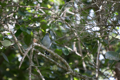 Thamnophilus punctatus