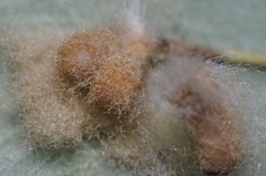 Druon quercuslanigerum fuscum