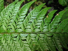 Polystichum rigens