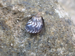 Littorininae