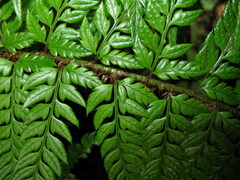 Polystichum rigens