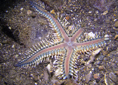 Astropecten polyacanthus