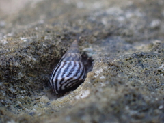Littorininae