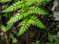 Polystichum rigens
