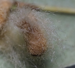 Druon quercuslanigerum fuscum