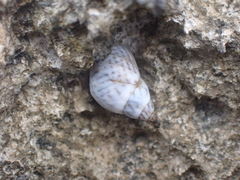 Littorininae