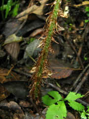 Polystichum rigens