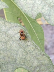 Eristalina