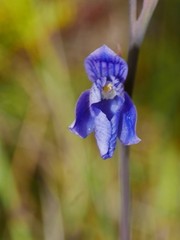 Thelymitra cyanea