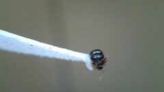 Eurytominae
