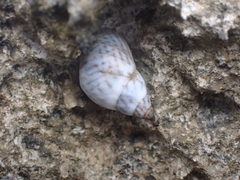 Littorininae