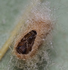 Druon quercuslanigerum fuscum