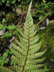 Polystichum rigens