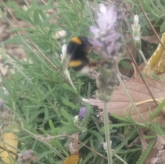 Bombus terrestris
