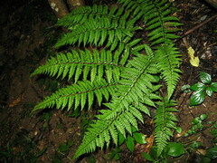 Polystichum makinoi