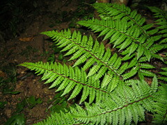 Polystichum makinoi