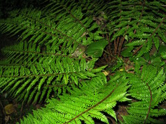 Polystichum makinoi
