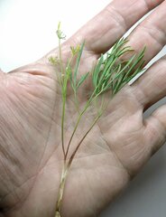 Lomatium ambiguum
