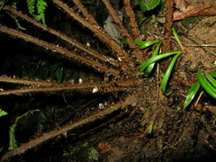 Polystichum makinoi