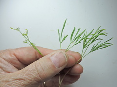 Lomatium ambiguum
