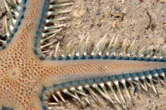 Astropecten polyacanthus
