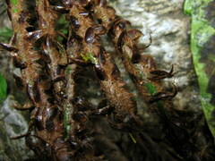 Polystichum makinoi