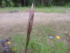 Danthonia intermedia