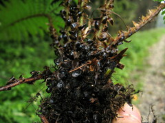Polystichum makinoi