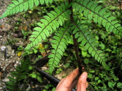 Polystichum makinoi