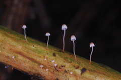 Mycena pterigena