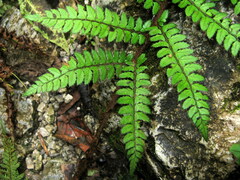 Polystichum makinoi