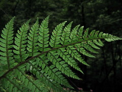 Polystichum makinoi