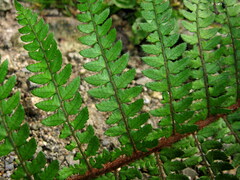 Polystichum makinoi