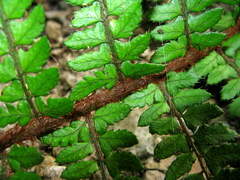 Polystichum makinoi