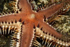 Astropecten