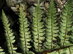 Polystichum makinoi