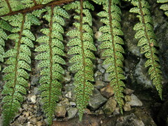 Polystichum makinoi