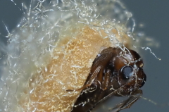 Druon quercuslanigerum fuscum