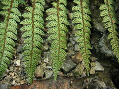Polystichum makinoi
