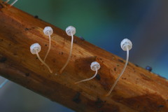 Mycena pterigena