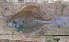Limanda aspera