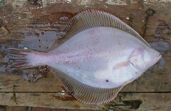 Limanda aspera