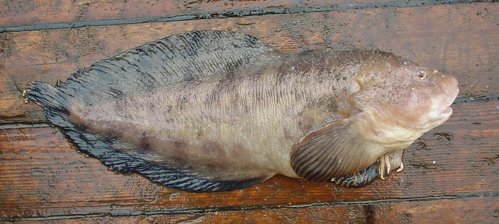 Okhotsk Snailfish