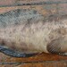 Okhotsk Snailfish - Photo (c) sergeymakeev, some rights reserved (CC BY-NC)