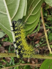 Leucanella